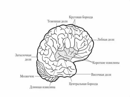 Теменная борозда
