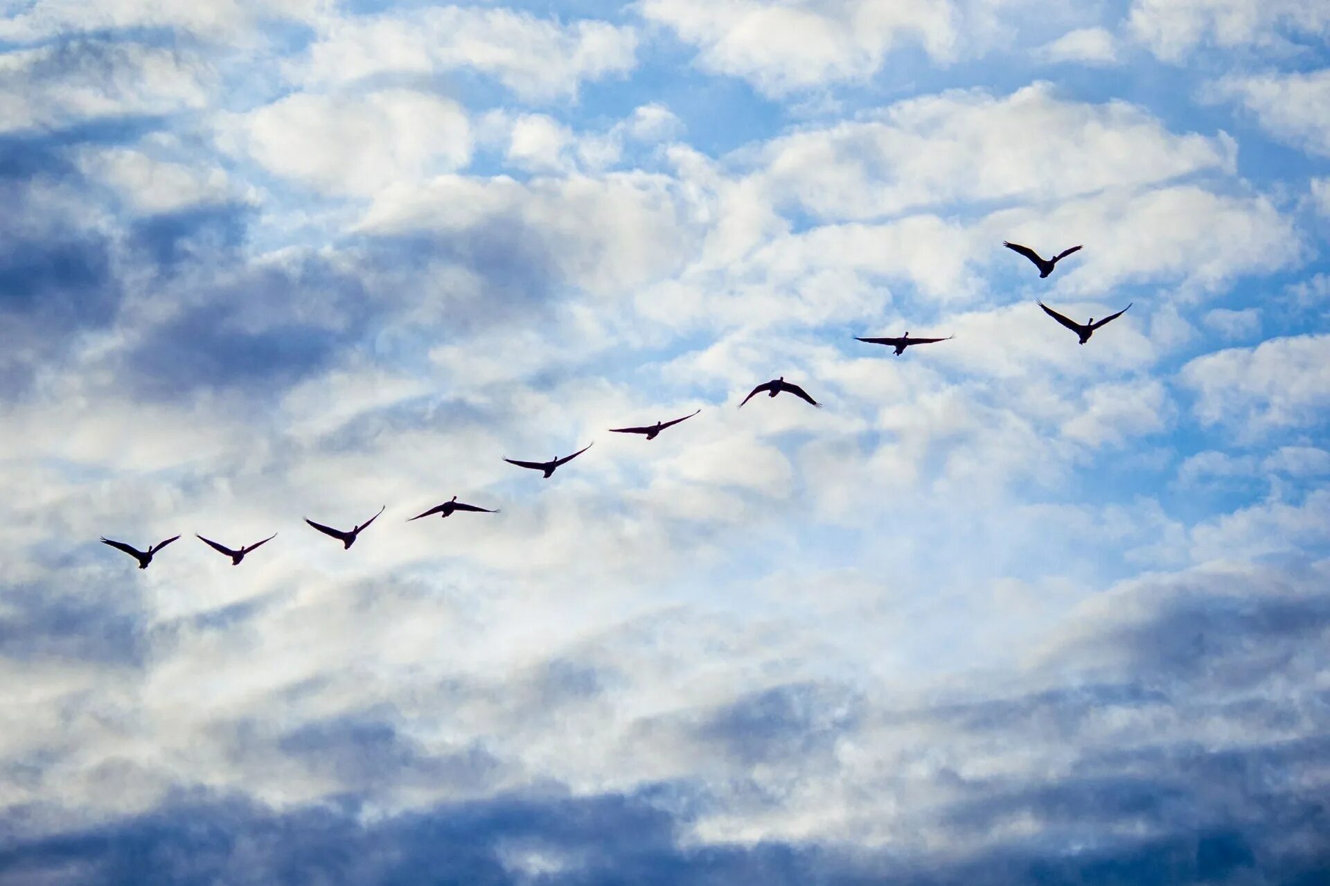 North pole visitors Migrating tundra swans -- Cygnus colum. Flickr