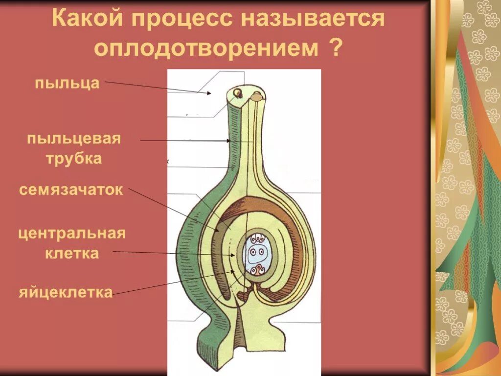 Какой процесс называют оплодотворением 6 класс. Семязачаток и пыльцевая трубка. Семязачаток процессы. Клетки семязачатка. Какой процесс называют оплодотворением.