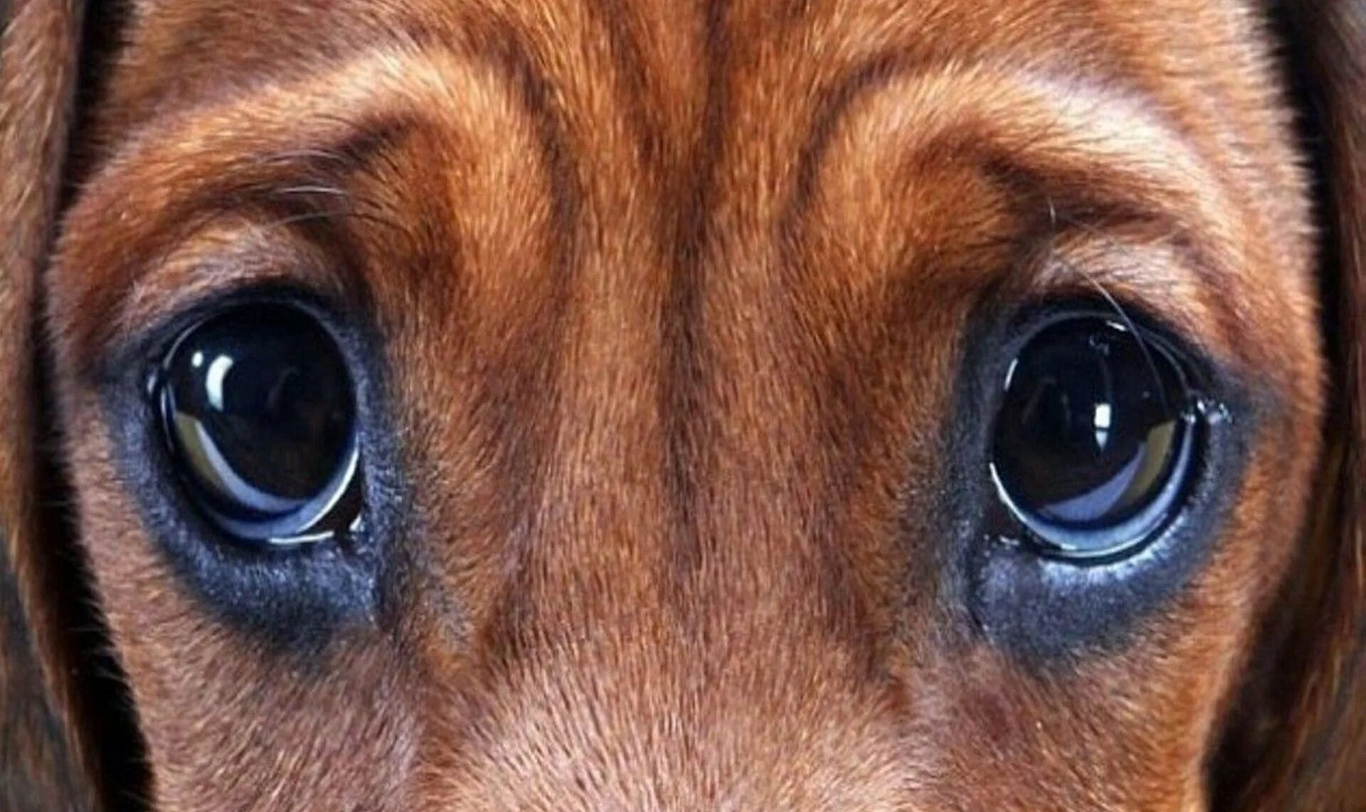 Жалок фото. Глаза собаки. Щенячьи глаза. Собака с грустными глазами. Собака с жалобными глазами.