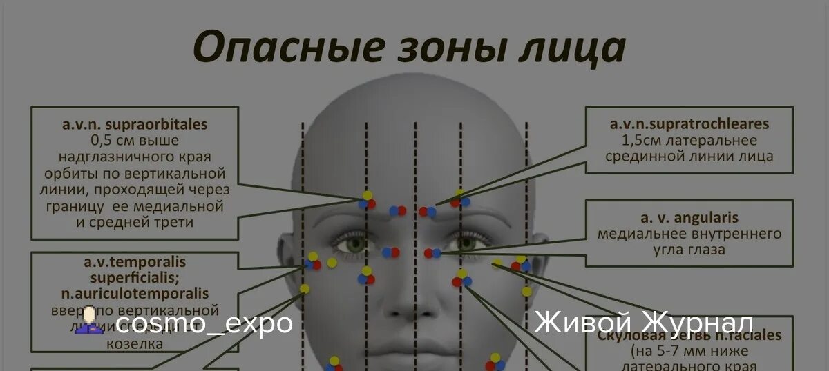 Самая опасная зона. Опасные зоны лица анатомия. Опасные зоны для введения филлеров на лице.