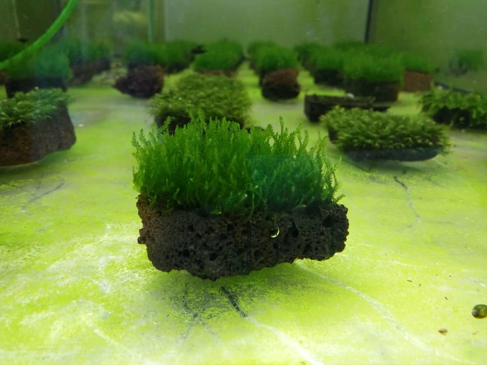 Можно ли мох в аквариум. Мох кристмас аквариумное растение. Можно ли мох в аквариум. Мох яванский аквариумное. Можно ли мох в аквариум.
