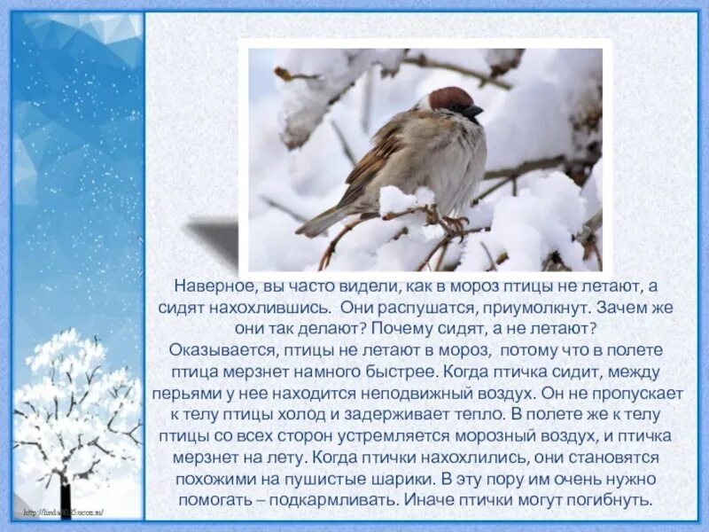 Почему во время холодов птицы сидят нахохлившись