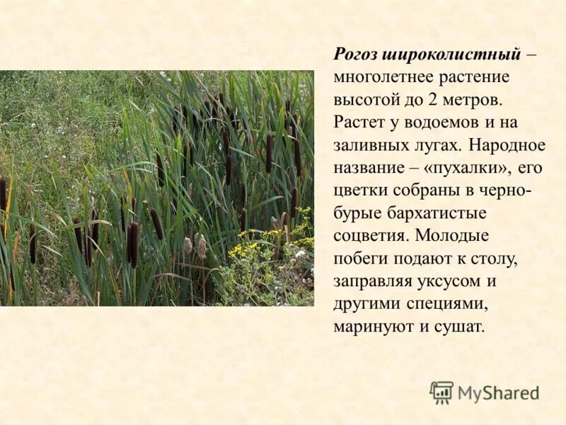 Камыш рогоз тростник. Рогоз. Болотные растения рогоз. Рогоз рассказ. Рогоз описание.