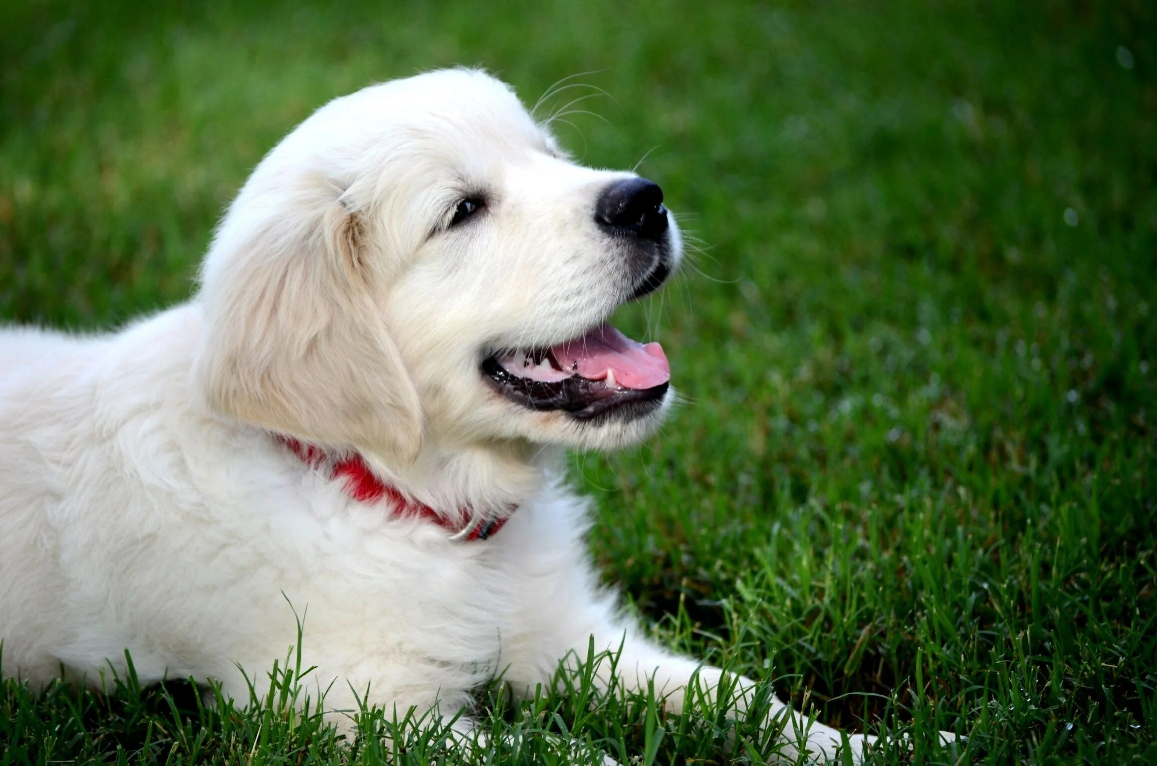 Белый ротвейлер. Ротвейлер собака белый. Ротвейлер альбинос. Ротвейлер щенок белый. Альбинос ротвейлер белый ротвейлер.