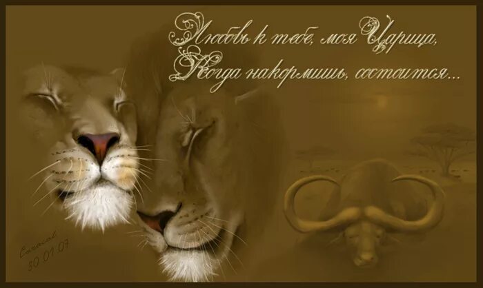 Фото спокойной ночи с львами Good Night With Tiger Desi Comments