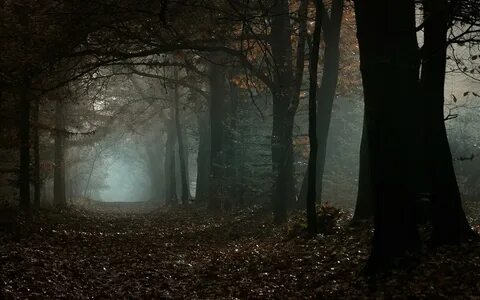 Осень ночь лес