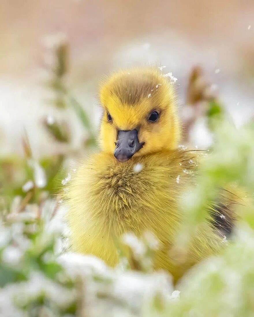 Wildlife planet. Финский фотограф Осси Сааринен. Осси Сааринен птица. Красота природы животные. Птичья радость.