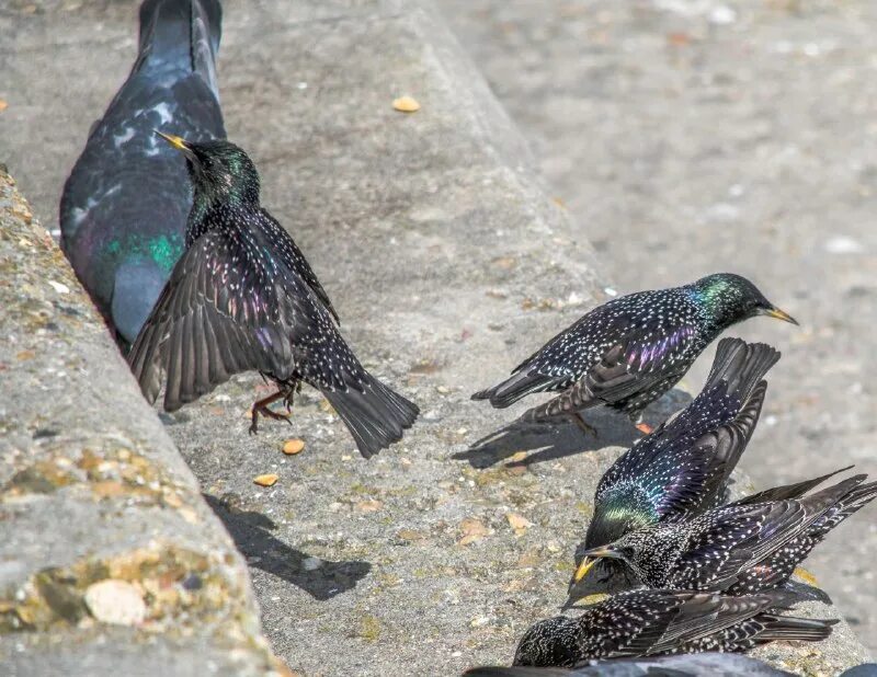 обыкновенный скворец шпак. скворцы жанр. скворец перелетная птица. скворец пятнистый обыкновенный. , 1758).