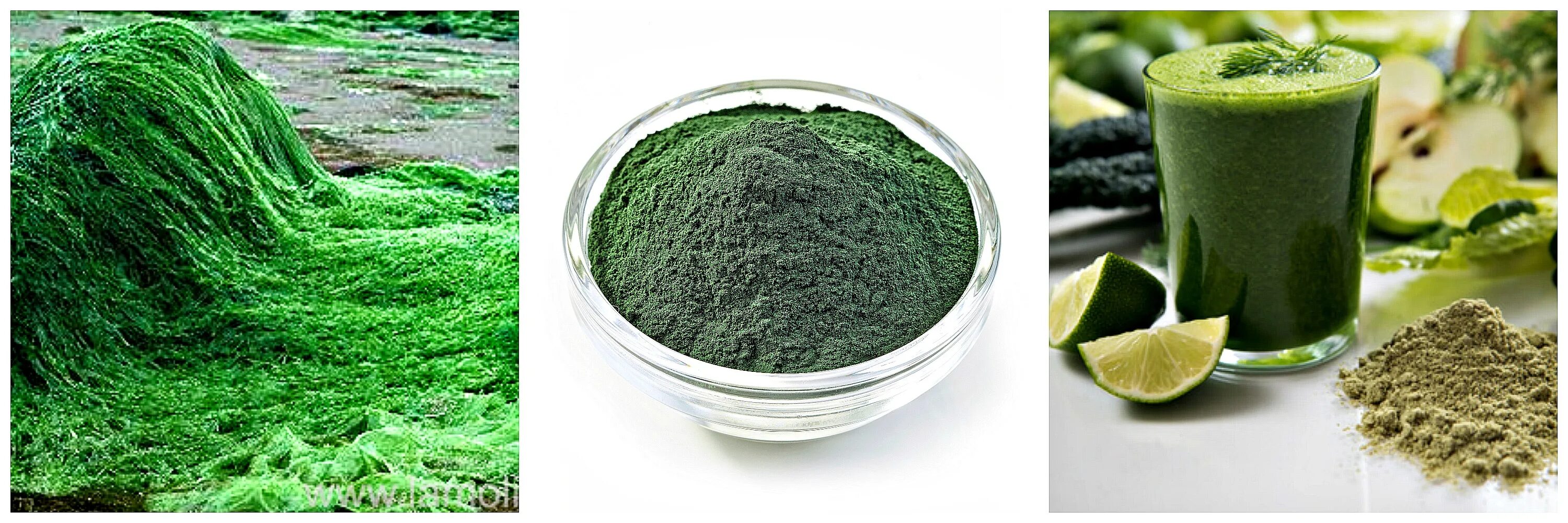 Спирулина и хлорелла польза. Spirulina водоросль. Спирулина и хлорелла. Спирулина хлорелла ламинария. Spirulina SP. – Спирулина.