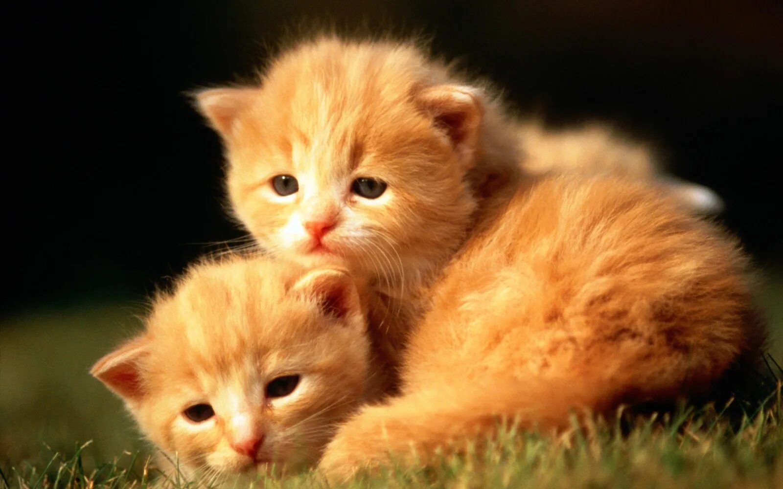 Какие милые картинки. Милые кошки. Рыжий котёнок. Обои с котятами. Милый котенок.