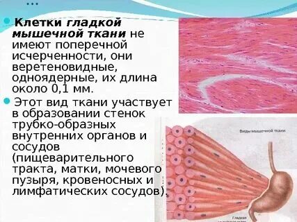 Расположение клеток гладкой ткани Метаболизм мышечной ткани: особенности и влияние на здоровье Зеркало мира 27soko