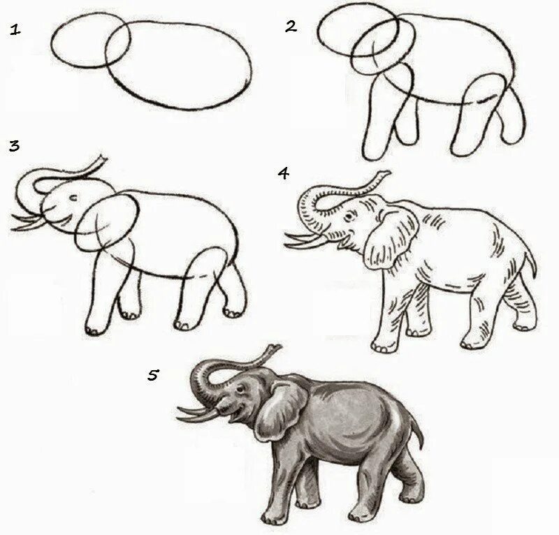 Рисование зверей. Схемы изображения животных. Рисование животных для детей. Этапы рисования. Животное рисунок 7 класс