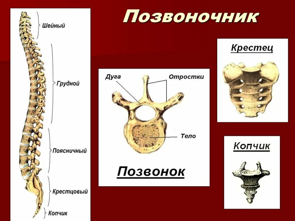 Кости позвоночника бедро и печень покажи. Строение кости позвонка. Скелет анатомия Позвоночный столб. Строение позвонка отделы позвоночника. Строение скелета позвоночника человека.