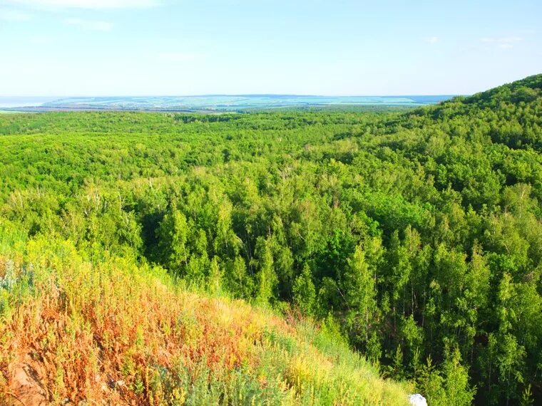 смешанные леса поволжья. смешанные леса поволжья. хвойный лес карелии. смешанные леса поволжья. смешанные леса поволжья.
