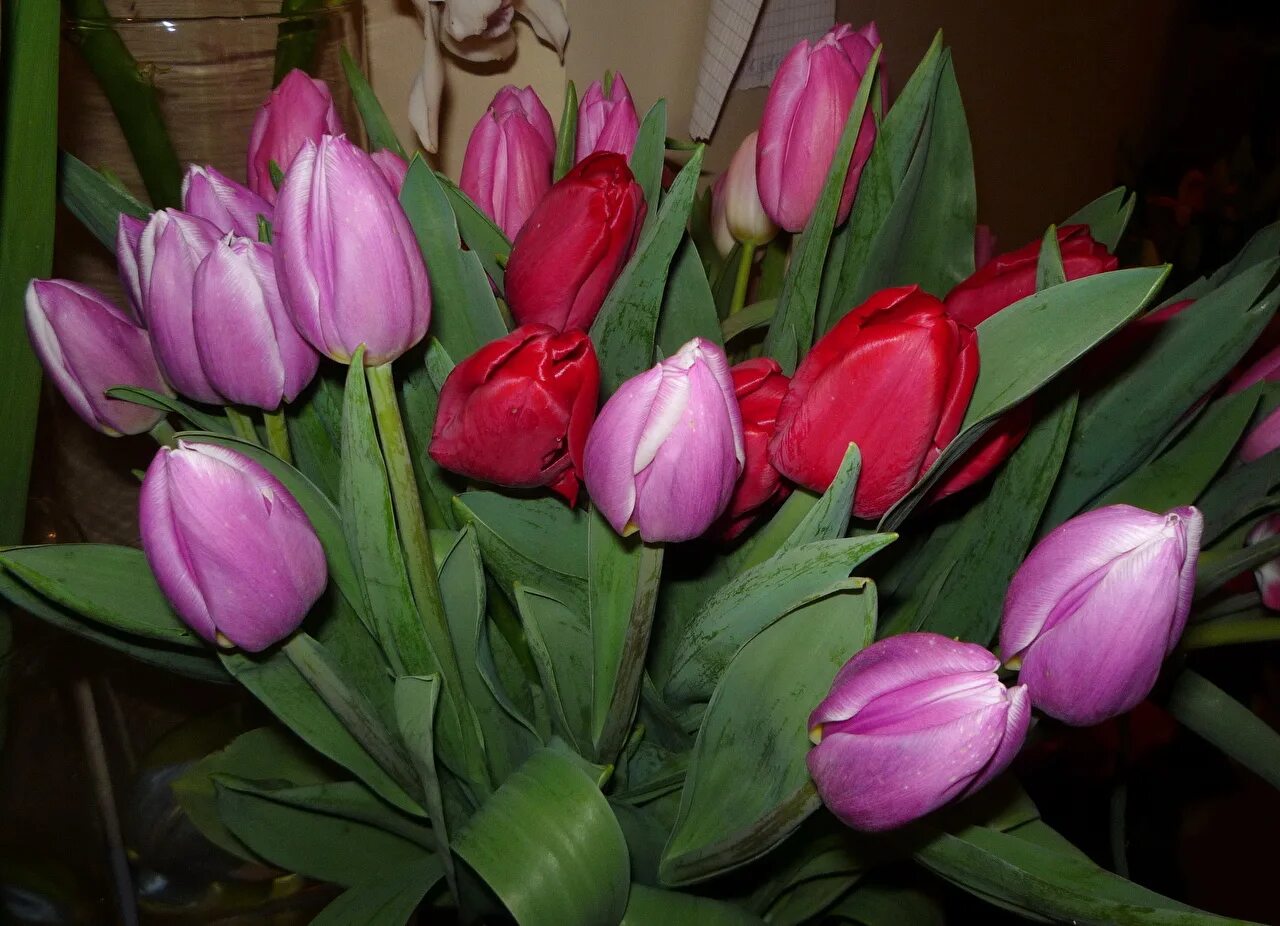 Эквадорские тюльпаны. Тюльпан Денмарк. Букет тюльпанов. Фото тюльпанов в букете дома