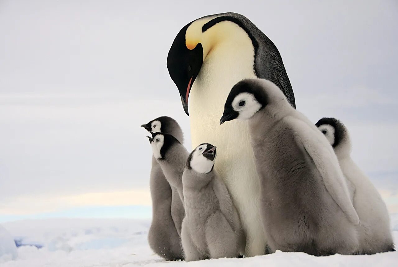 Emperor penguin. Птенец Императорского пингвина. Императорский Пингвин в Антарктиде. Императорский Пингвин детеныш. Пингвины Королевские Императорские.