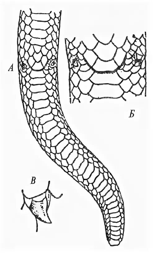 Задние конечности питона. Рудименты конечностей у змей. Рудиментарные лапы у змей. Рудиментарные конечности питона.