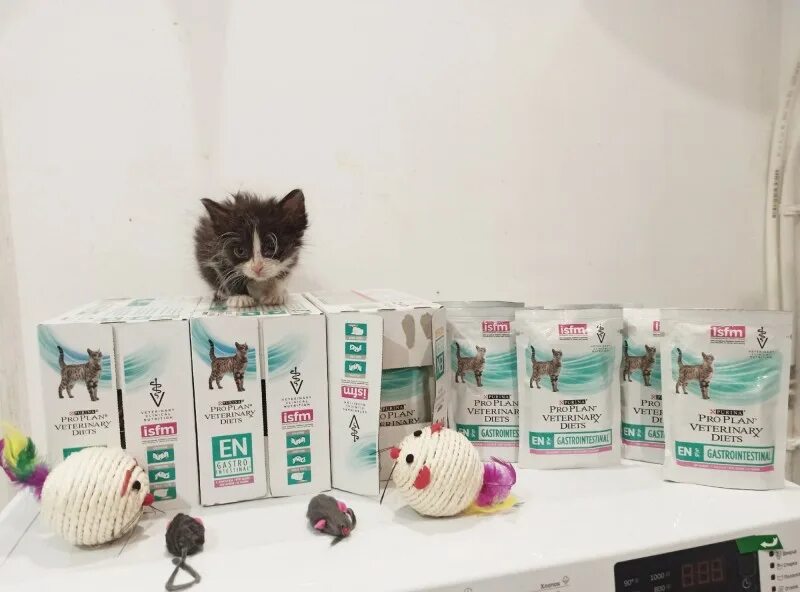 Магазин мурзик в севастополе. Мурзик хоум. Мурзик деревенский фото. Зоомагазин пушистик магнитогорск. Мурзик весной обои для телефона.