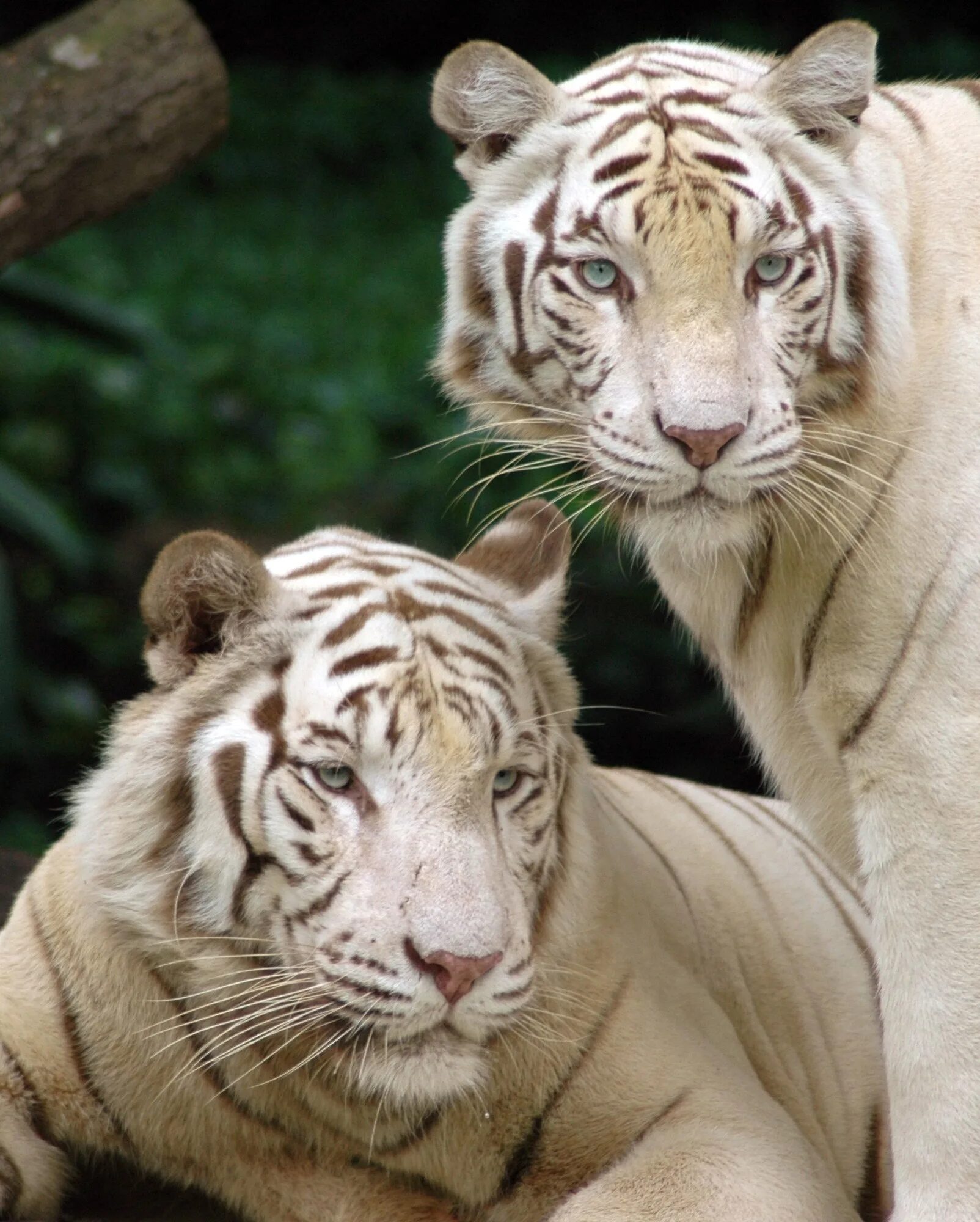 Животные и развлечения. Амурский тигр альбинос. Тигр и белый тигр. Бенгальский тигр. Тигр и тигрица.