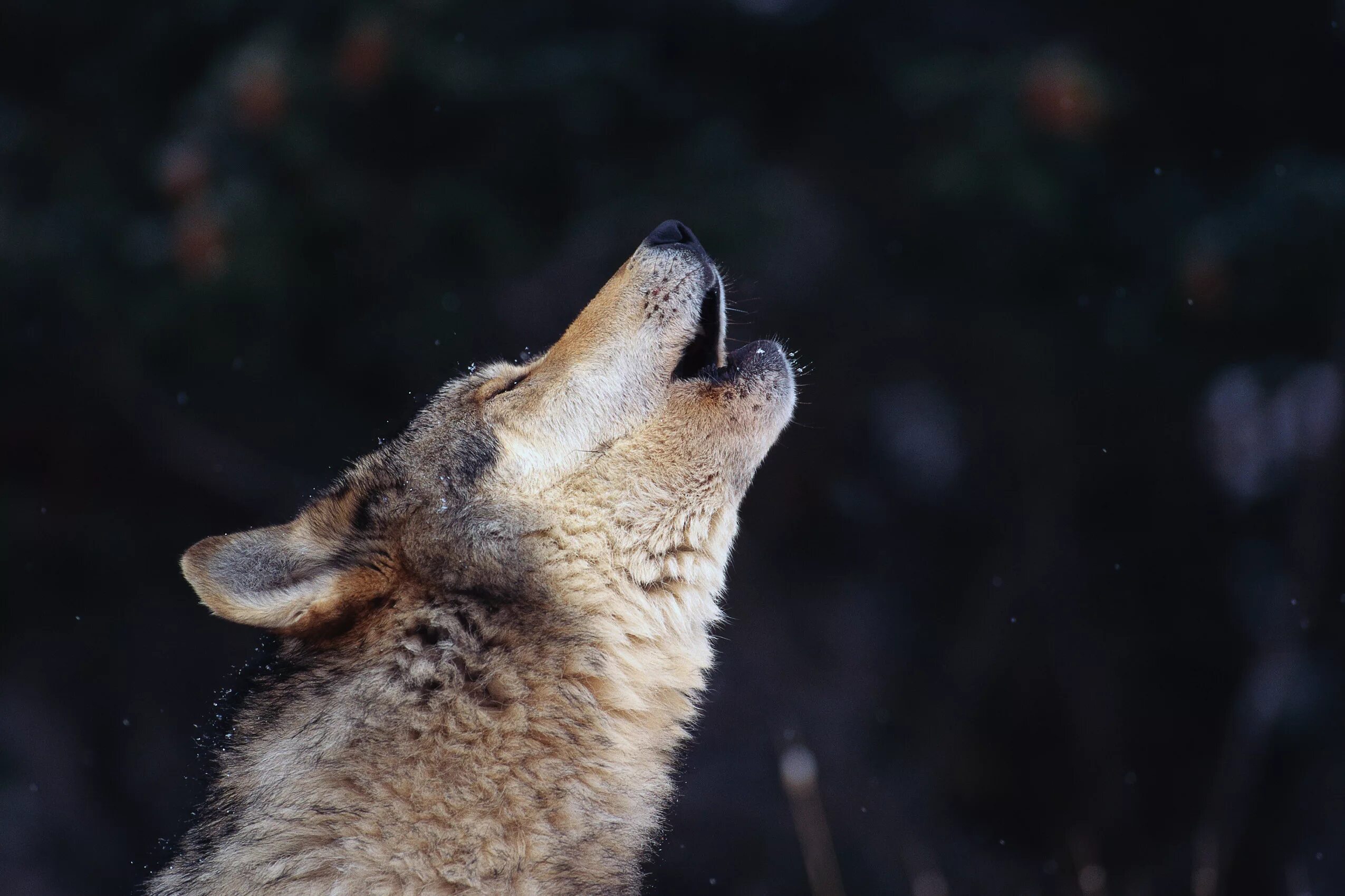 Волк обыкновенный (canis Lupus). Вой волка. Волк воет фото. Волк кричит.