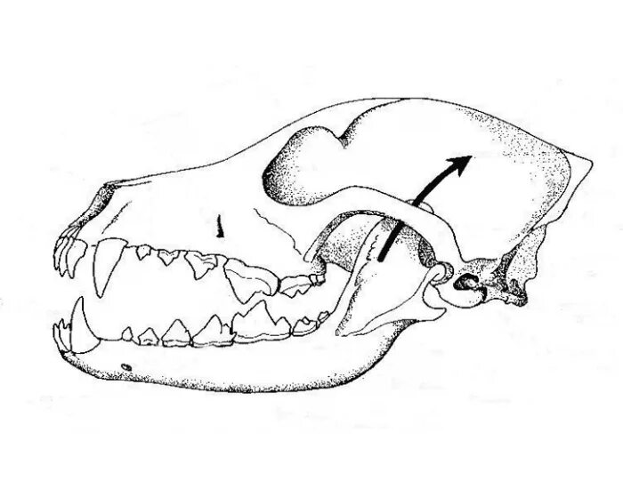 Черепной скелет млекопитающих. Зубная система сумчатых. Зубная система хищных млекопитающих. Строение челюсти млекопитающих хищных. Сравните череп ящерицы и череп собаки