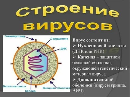 Вирусы состоят из целлюлозной оболочки