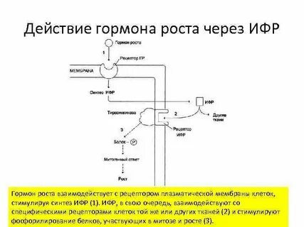 Рост синтез