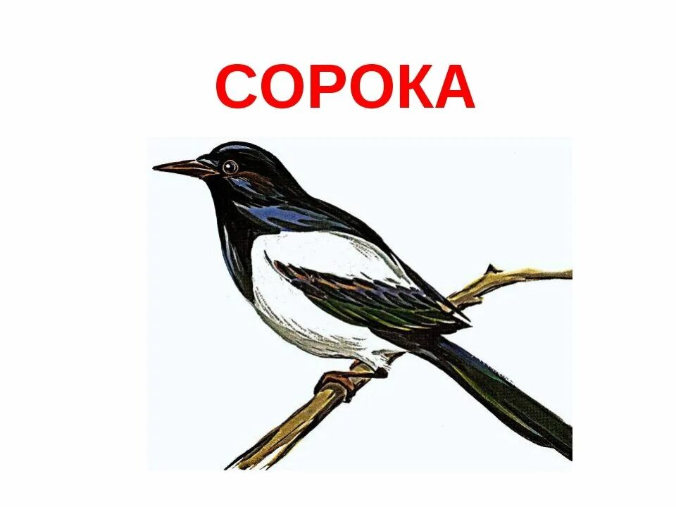 Двустами сорока девятью. Зимующая птица сорока для детей. зимующие птицы сорока. сорока картинка для детей. сорока рисунок для детей.