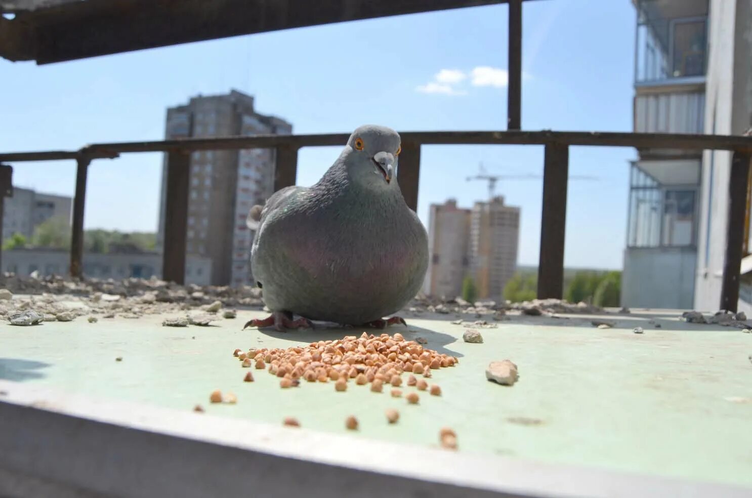 Голуби на балконе. Отпугиватель голубей с балкона. Отогон голубей с балкона. Голубятник на балконе. Голуби прилетают примета дому