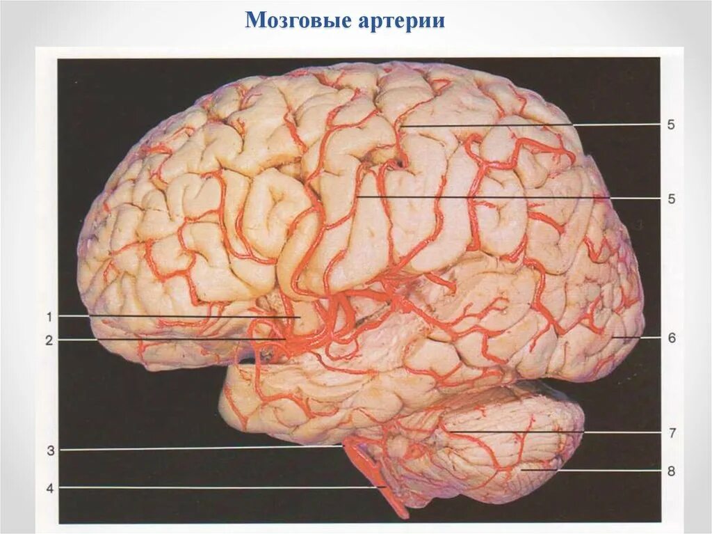 Задняя соединительная артерия мозга. Среднемозговая артерия мозг. Левая средняя мозговая артерия кровоснабжает. Корковые ветви средней мозговой артерии. Среднемозговая артерия топография.