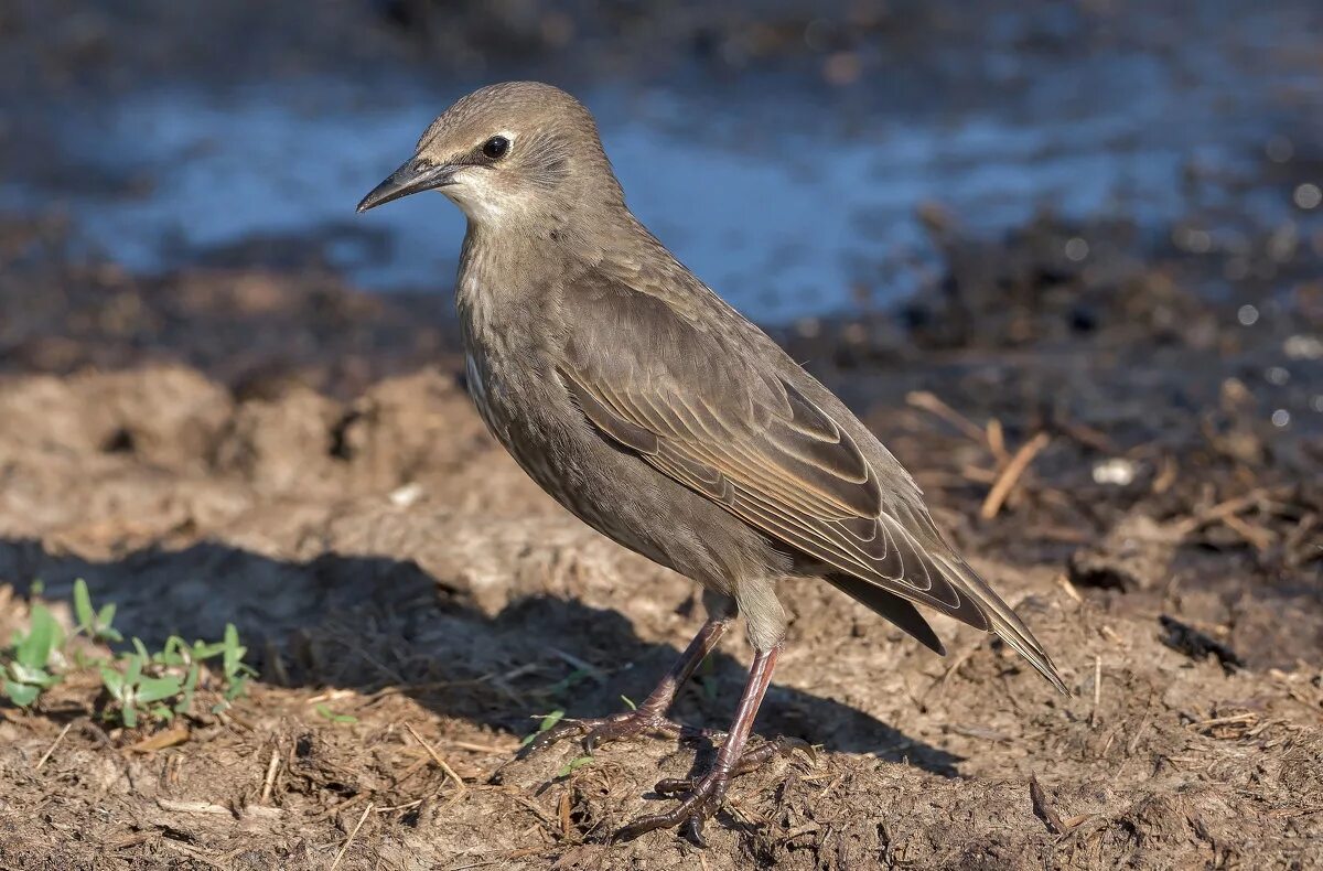 молодой скворец. бурый скворец. скворец коричневый. бурый скворец. обыкновенный скворец молодой.