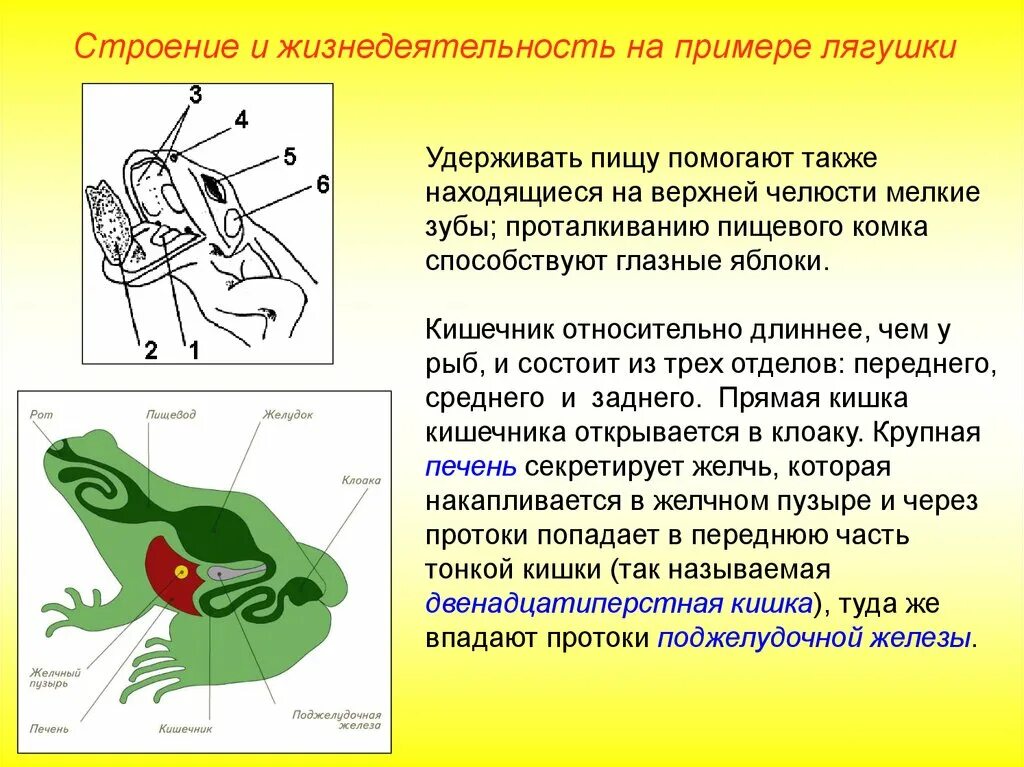 Особенности строения органов земноводных. Земноводные строение и жизнедеятельность. внутреннее строение и жизнедеятельность земноводных. строение пищеварительной системы лягушки зубы. покровная система лягушки.
