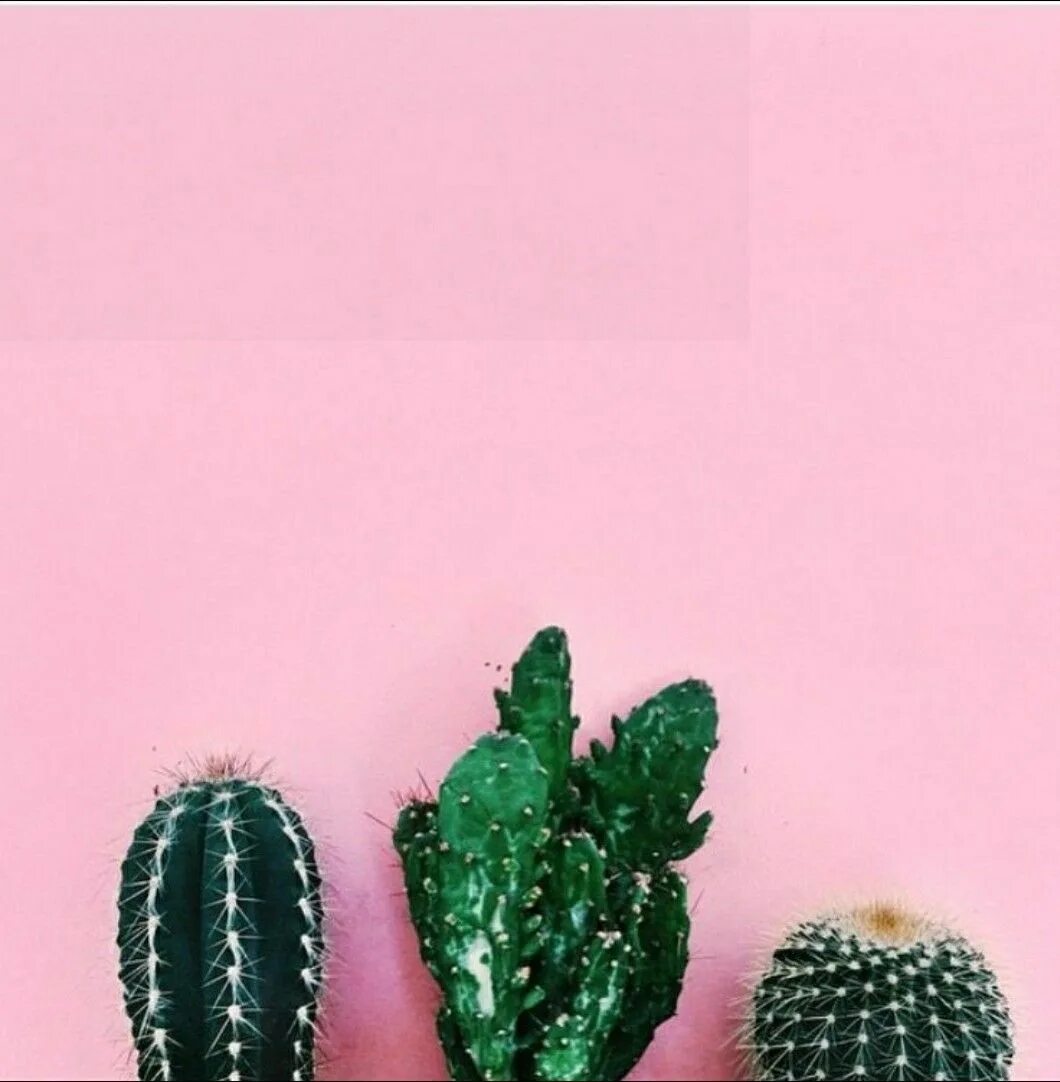 Cacti бренд. Кактус Эстетика. Кактусы для эстетики. Розовый Кактус. Кактус на розовом фоне.