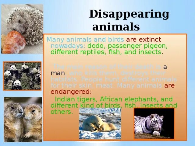 Disappearing animals