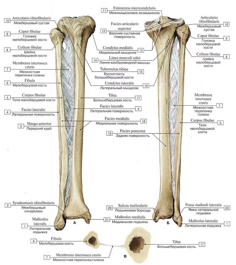 Находится берцовая кость. Большеберцовая кость и малоберцовая кость. Большеберцовая и малоберцовая кости анатомия. Строение малоберцовой кости анатомия. Большая и малая берцовые кости анатомия.
