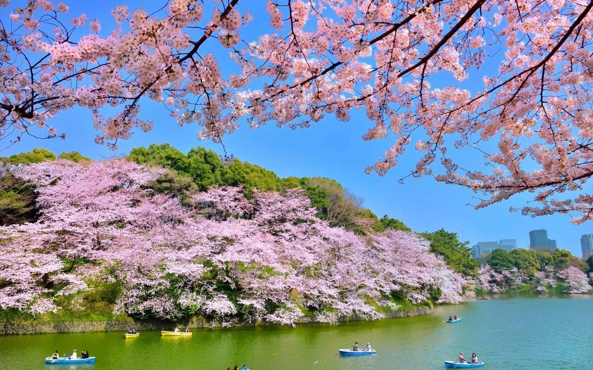 Cherry blossom отзывы. Черри блоссом. Сакура черри блоссом. Цветущая Сакура в Японии сад. Цветение Сакуры на Окинаве.