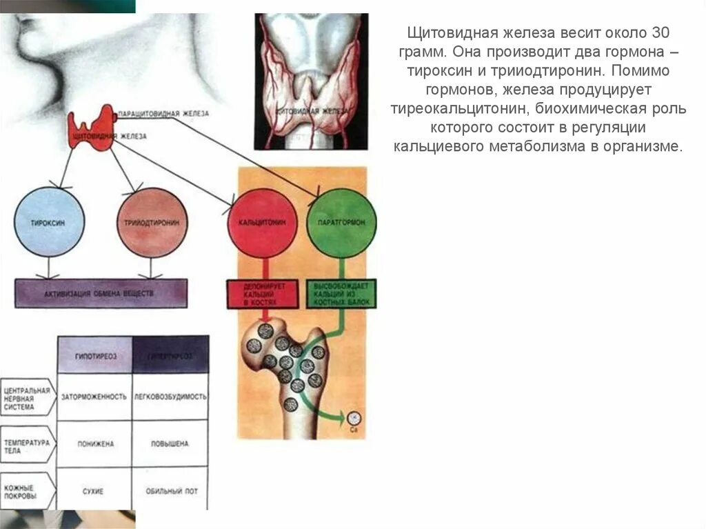 Щитовидная железа схема. Щитовидная железа тироксин. Щитовидная железа грамм.