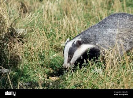 Badger (Meles meles). 