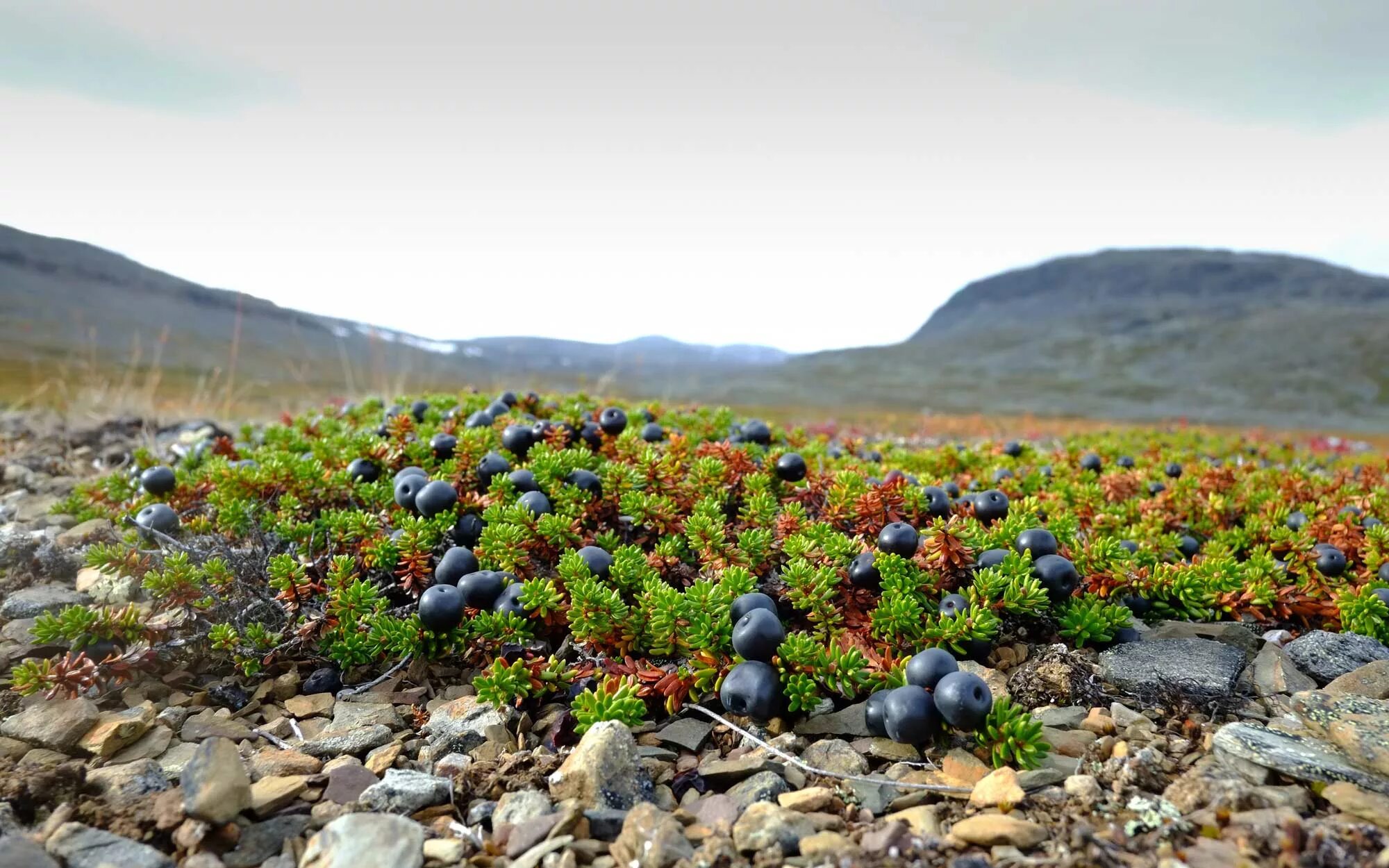 Тундровая шикша. Вороника шикша. Брусника черника голубика клюква. Какие ягоды в тундре. Ягоды севера мурманск дерен шведский.