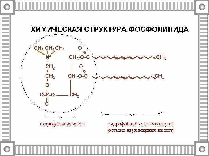 Фосфолипиды состав и функции