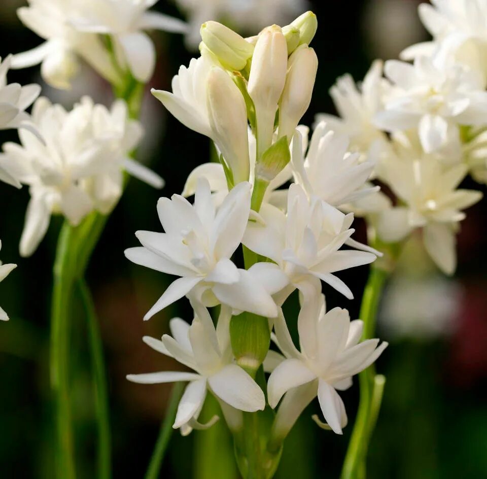 Полиантес Тубероза. Полиантес Тубероза Перл. Тубероза (Polianthes tuberosa). Тубероза (полиантес клубненосный).