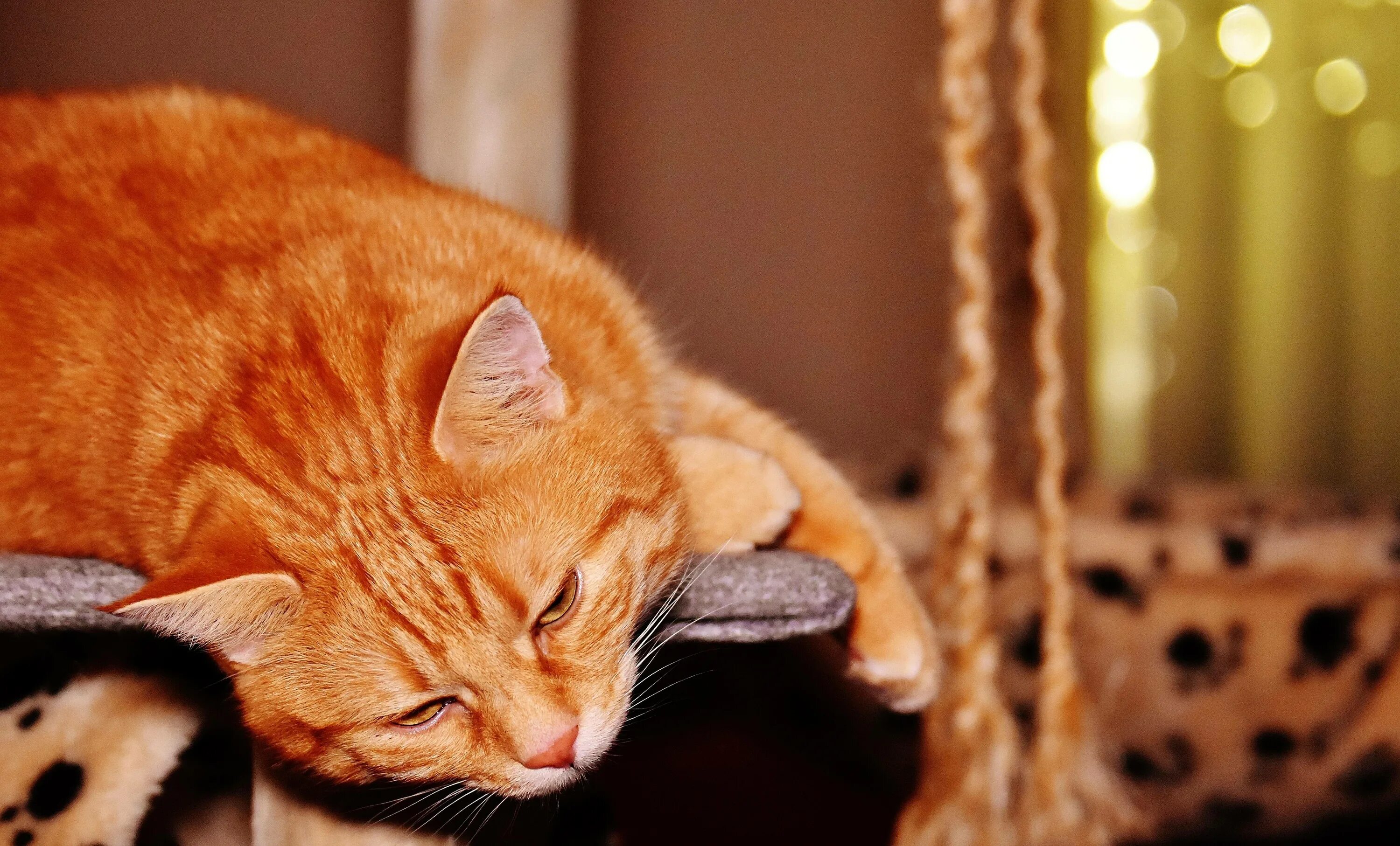 Рыжий кот режим работы. Игривый рыжий кот. рыжая кошка дома. старый рыжий кот. любопытный рыжий котенок.