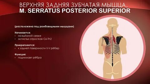 Верхняя зубчатая