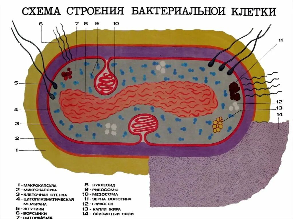 Структура бактериальной клетки микробиология рисунок. Схема строения бактериальной клетки микробиология. Строение прокариотической клетки микробиология. Строение бактериальной клетки микробиология. Слизистый слой бактерий