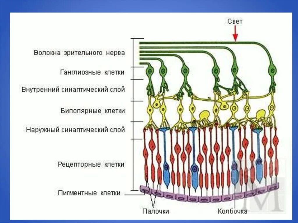 Рецепторы сетчатки строение. Клетки сетчатки глаза. Строение сетчатки гистология. Строение сетчатки глаза гистология.