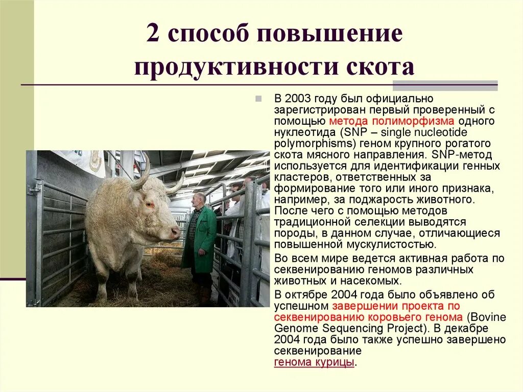 Биотехнологии в животноводстве. Современные биотехнологии в животноводстве. Биотехнологические методы в животноводстве. Биотехнологии в скотоводстве.