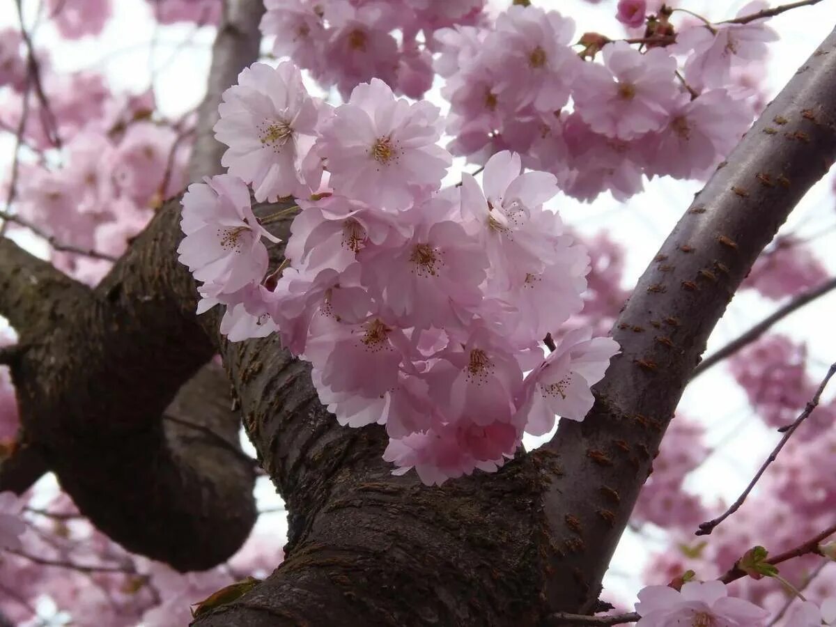 Черри блоссом дерево. Сакура черри блоссом дерево. Pink черри блоссом дерево деревья. Сакура японская вишня.