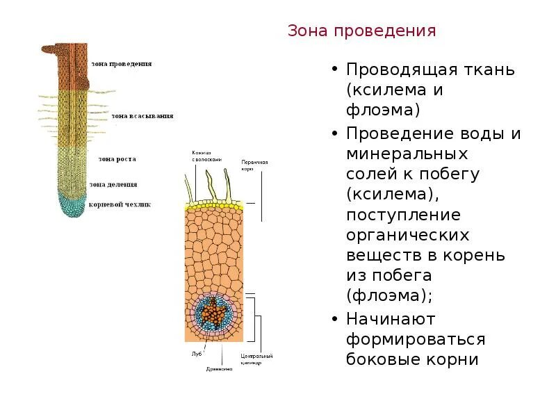 Зона проведения Ксилема флоэма. Зоны корня у растений. Боковые корни в зоне. Зона, в которой образуются боковые корни.