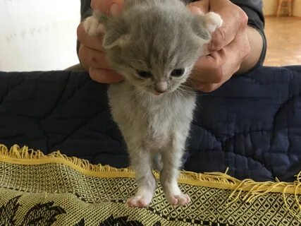Котенку 1 годик